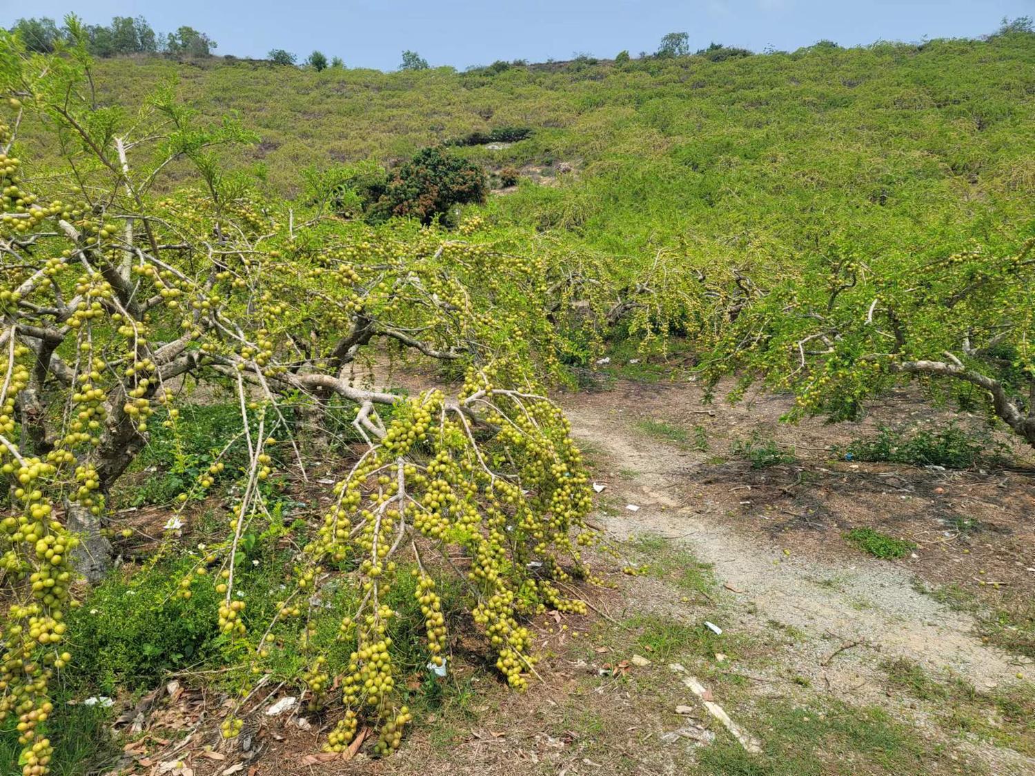 有機橄欖種植基地.jpg